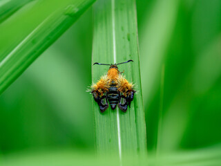 オオモモブトスカシバ