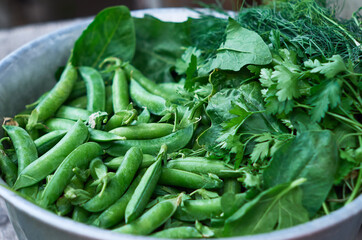 Fresh herbs and spices for cooking in a bowl.  Green peas in pods, spinach, dill, parsley close up