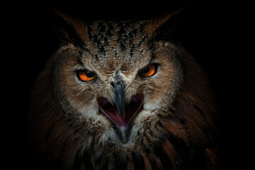 portrait of a owl