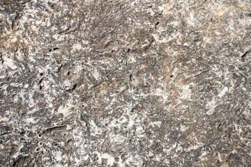 Rudisten . Geologische Schichten : Rudists . Geological Formations