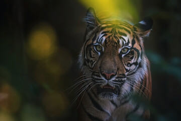 portrait of a tiger sumatran