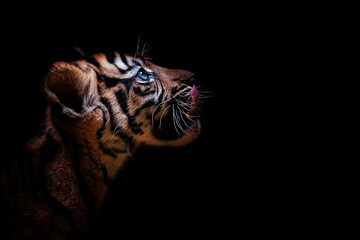 portrait of a tiger suumatran