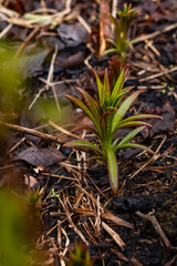 Ivan tea sprouts in early spring, fireweed sprouts