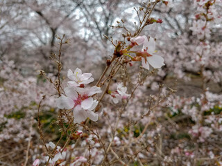 Flor