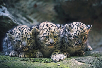 Snow leopard portrait