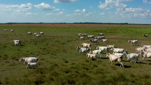 A herd of Hungarian Grey Cattle (Hungarian: Magyar Sz&uuml;rke Marha), also known as Hungarian Steppe Cattle, is an ancient breed of domestic beef cattle indigenous to Hungary. In Hortob&aacute;gy National Park, 