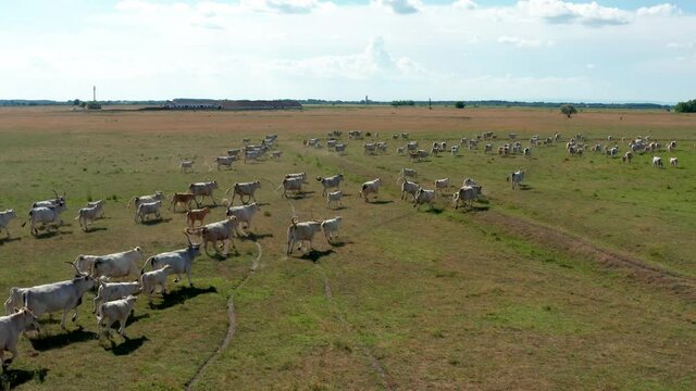 A herd of Hungarian Grey Cattle (Hungarian: Magyar Sz&uuml;rke Marha), also known as Hungarian Steppe Cattle, is an ancient breed of domestic beef cattle indigenous to Hungary. In Hortob&aacute;gy National Park, 