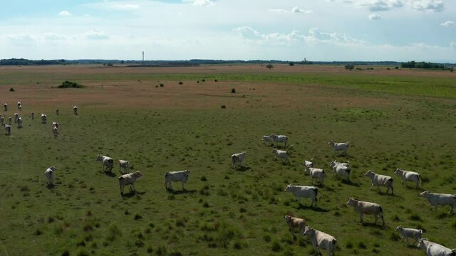 A herd of Hungarian Grey Cattle (Hungarian: Magyar Sz&uuml;rke Marha), also known as Hungarian Steppe Cattle, is an ancient breed of domestic beef cattle indigenous to Hungary. In Hortob&aacute;gy National Park, 