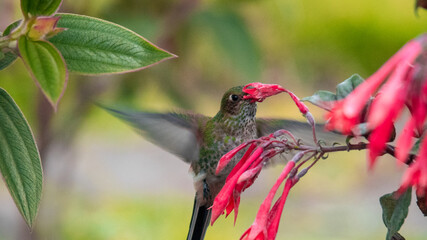 Colibrí © Kevium Photo