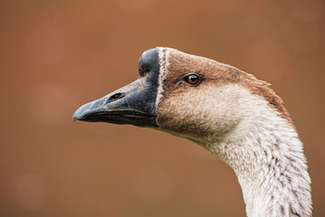 portrait of a goose © Sangur