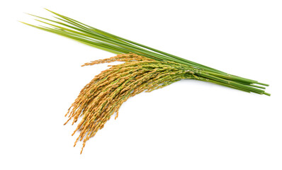 Ears of rice isolated isolated on white background