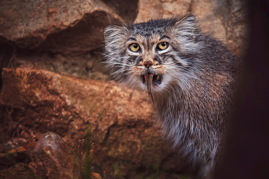portrait of a cat manul