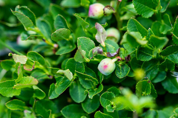 Wild unripe bilberry in the bush at beginning of summer growing on mountain in Bosnia. Organic Vaccinium myrtilus. Agricultural and pharmaceutical concept
