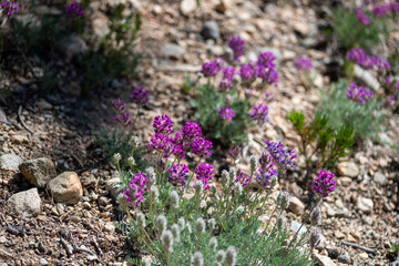 High Mountain Pink and Purple Flowers in Montana 