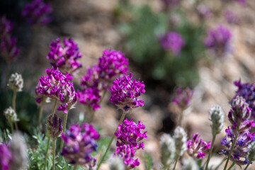 High Mountain Pink and Purple Flowers in Montana 