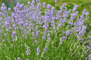 Lavandula angustifolia or garden lavender - aromatic perennial herb. Lavender flowers blooming on a summer day.