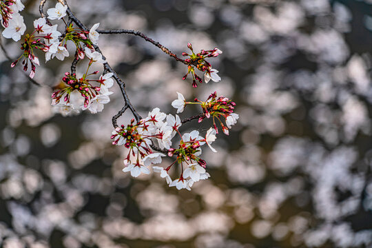 4,176 件の最適な 花筏 画像、ストック写真、ベクター  Adobe Stock
