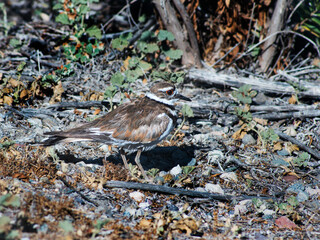 Killdeer colors providing camoflage on marsh ground.