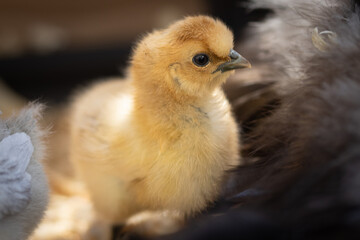 Silkie