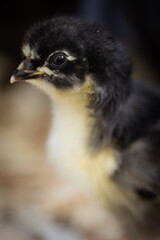baby chick in run