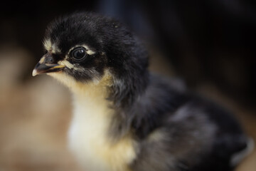 baby chick in run