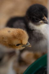 Silkie chick macro