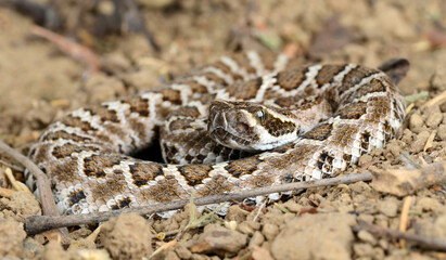 Southern Pacific Rattlesnake (Crotalus helleri).