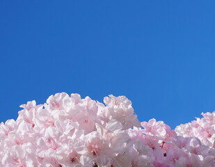 Beautiful and delicate rhododendron pink flowers on blue sky background close up. Evergreen shrub.