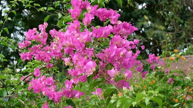 Close-Up beautiful pink Bougainvillea flower in garden 