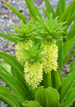 Eucomis humilis is a species of flowering plant in the family Asparagaceae, subfamily Scilloideae, native to KwaZulu-Natal and Lesotho. It was first described by Baker in 1895.