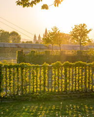 Brücke mit verwachsenem Zau im goldenen Gegenlicht hochformat