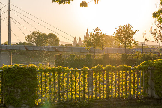 Br&uuml;cke mit verwachsenem Zau im goldenen Gegenlicht querformat