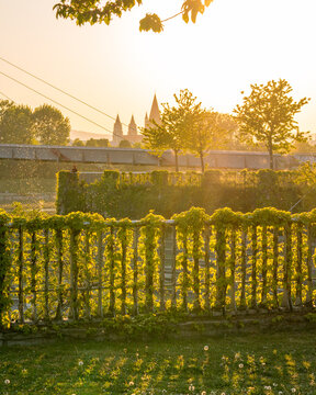 Br&uuml;cke mit verwachsenem Zau im goldenen Gegenlicht hochformat