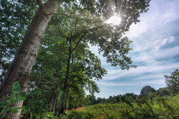 The rising summer sun shines brilliantly through the branches of trees at the edge of Harewood forest,Hampshire,England,United Kingdom.