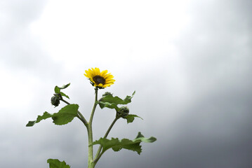 sunflower and clouds