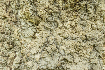 Colorful tree bark texture. Surface of the old tree trunk.