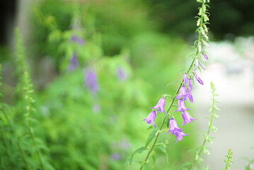 purple flowers in a garden
