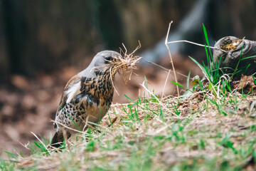 Thrush bird collects dry grass for nest