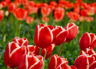 赤のチューリップ　群生