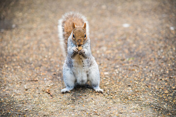 squirrel eating nut