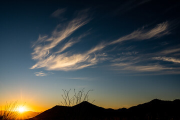 Phoenix Like Cloud Over Ocatillo At Sunet