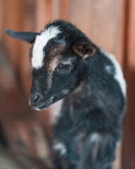 Baby goat
