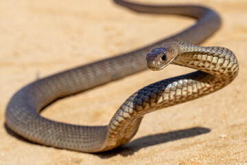Australian Eastern Brown Snake being defensive