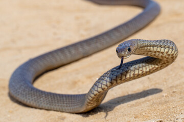 Australian Eastern Brown Snake being defensive