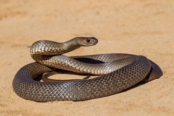 Australian Eastern Brown Snake being defensive
