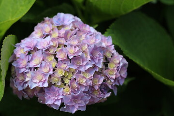 purple lilac flower