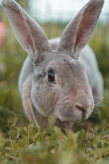 Bunny