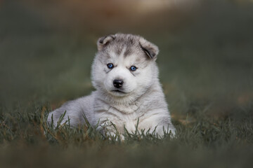 siberian husky puppy