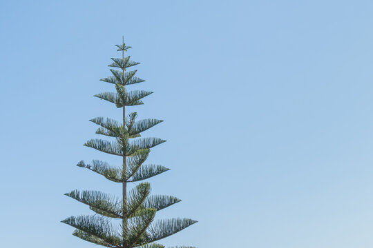 norfolk Island pine on blue background araucaria excelsa