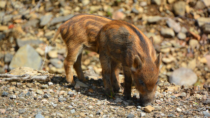 Piglet  wild boar (Sus scrofa), also known as the 